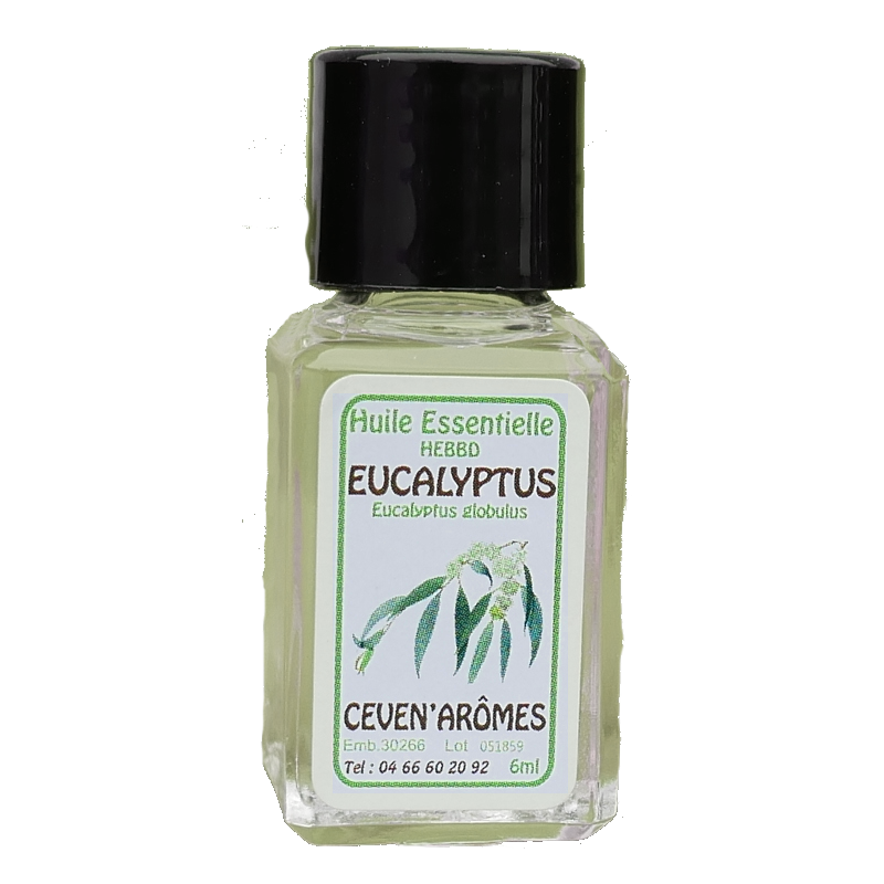 Eukalyptus