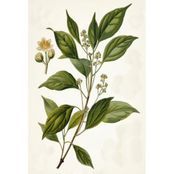 Eukalyptus – Diffusormagnet für ätherische Öle